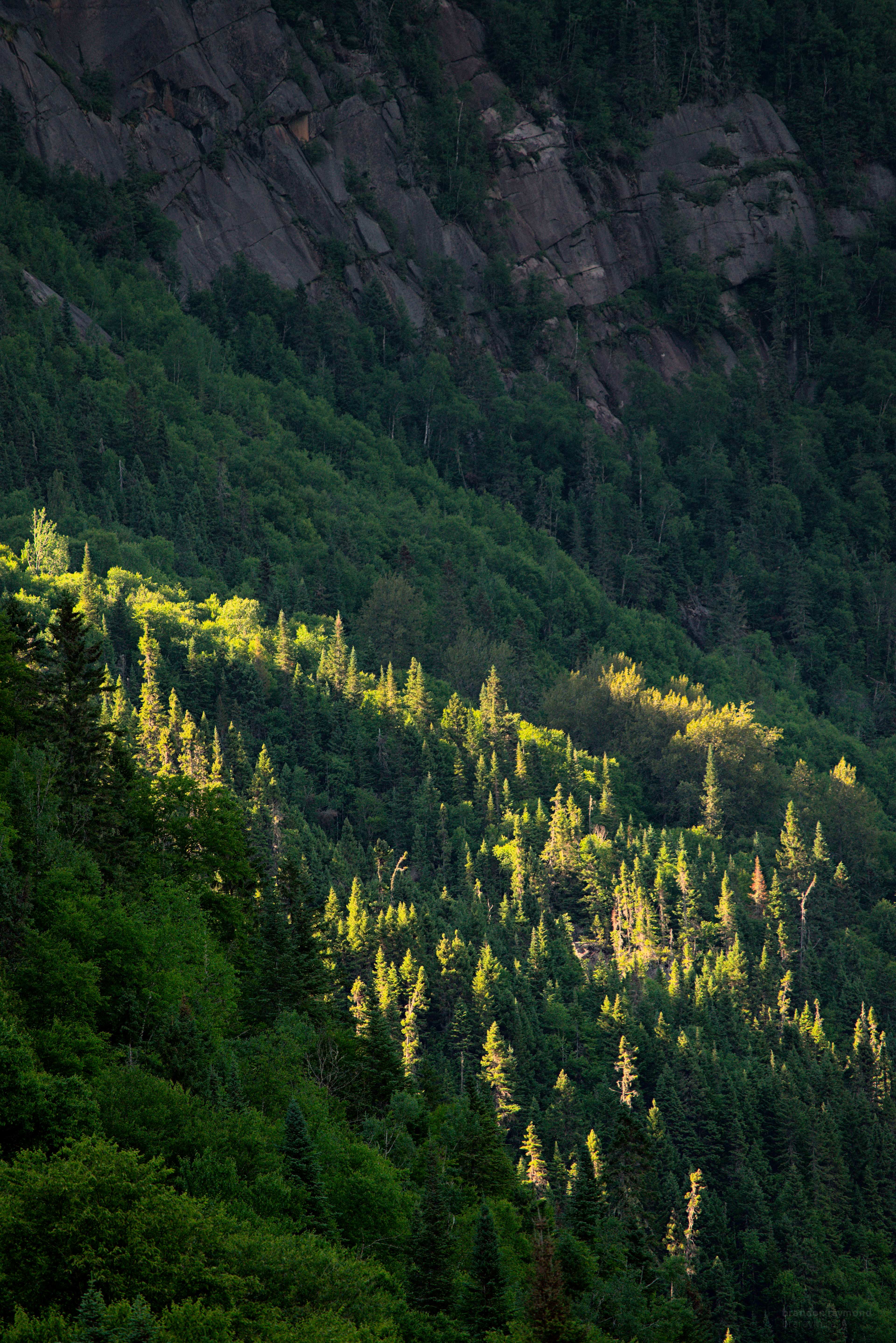 trees on the side of a mountains