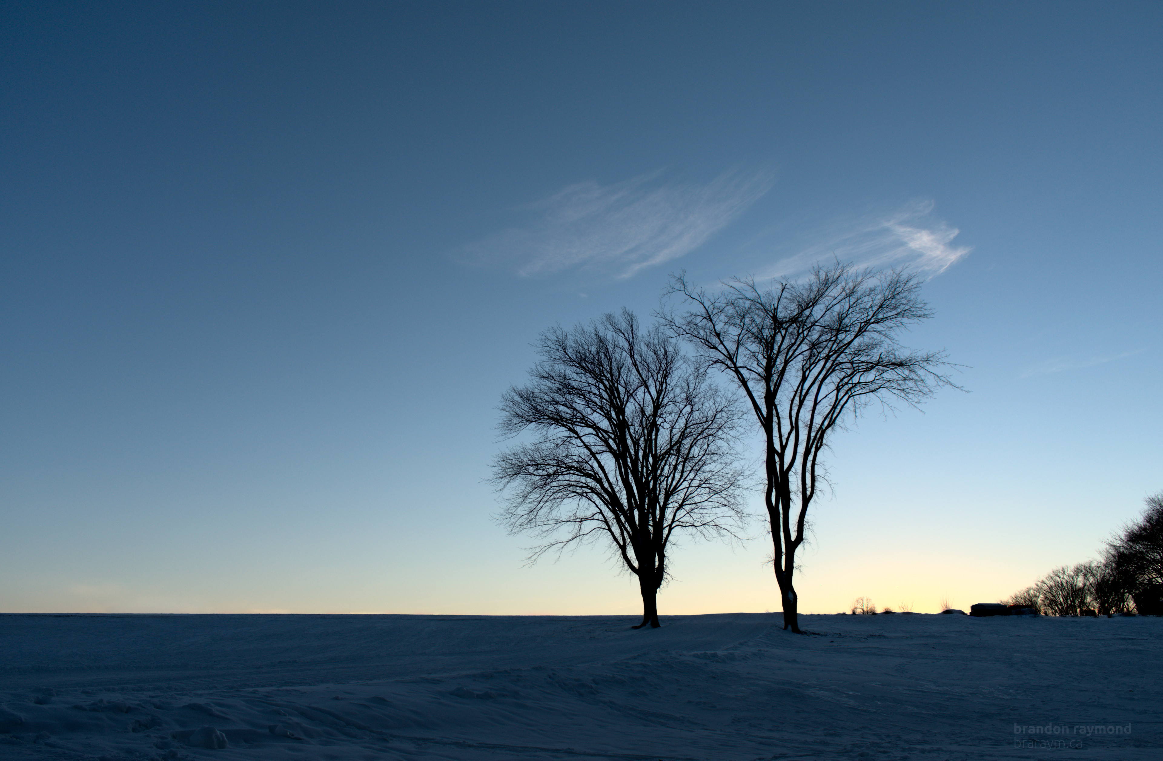 two trees on plains at sunset in the winter
