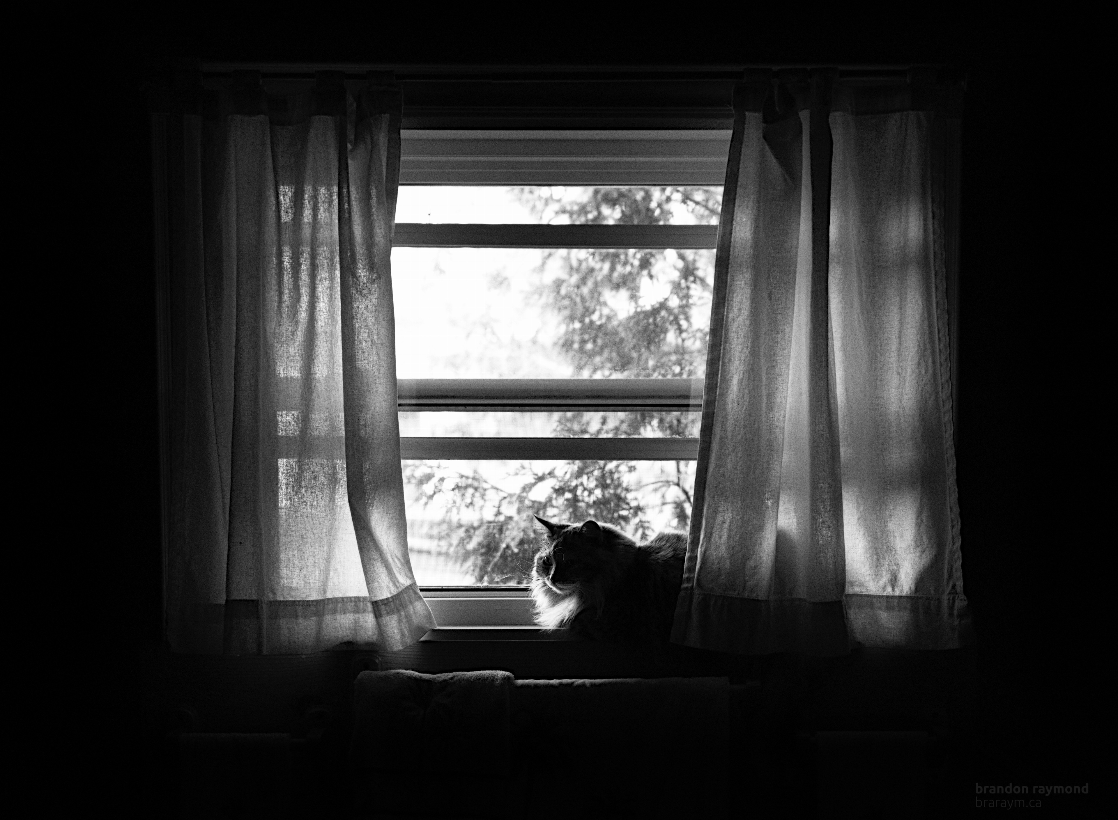 cat by a window