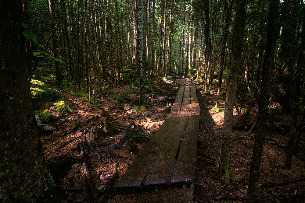 wooden trail