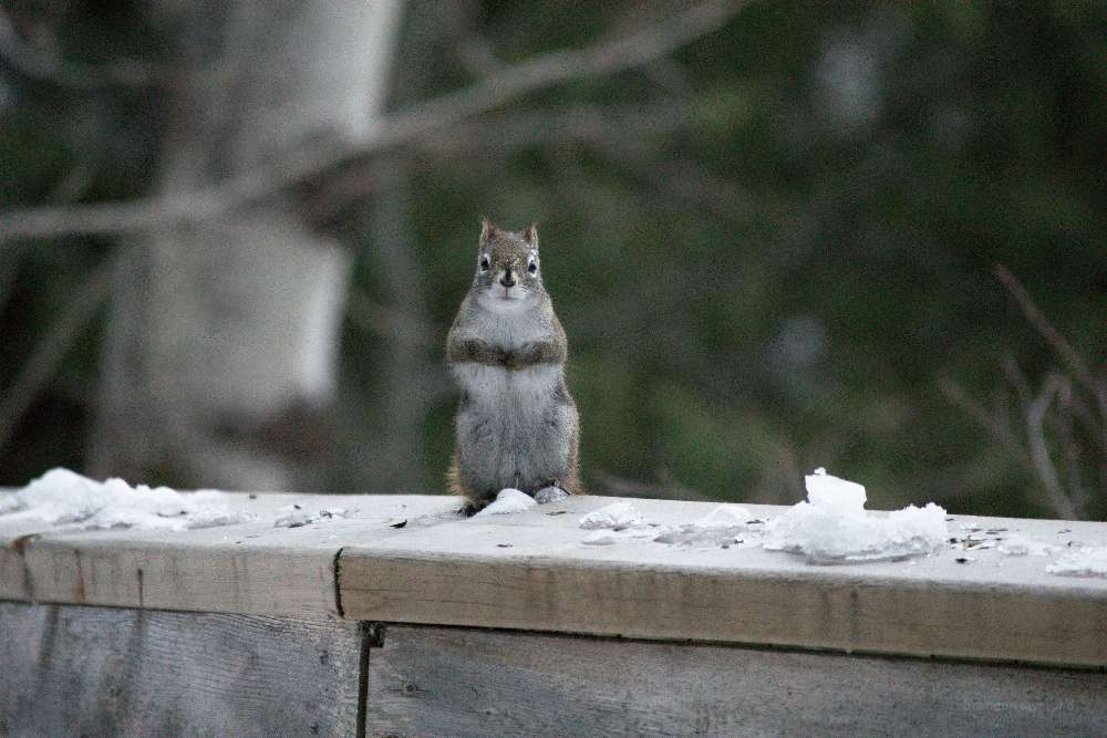 squirrel on a ramp